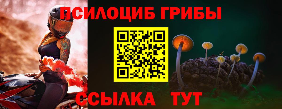 Псилоцибиновые грибы Psilocybine cubensis Пугачёв